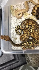 7.5K views · 338 reactions | This Scared Me #shorts #snakes #ballpython #ballpythons #ballpythonsofinstagram #snakebreeder #ballpythonbreeder #fyp #fypシ | Rodents & Royals | Facebook