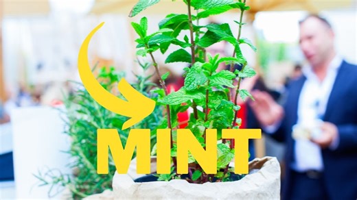 Types of Mint Plants