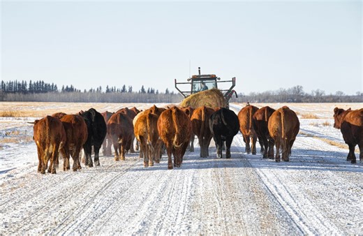 U.S. livestock: CME cattle tick lower in thin pre-holiday trade - Country Guide