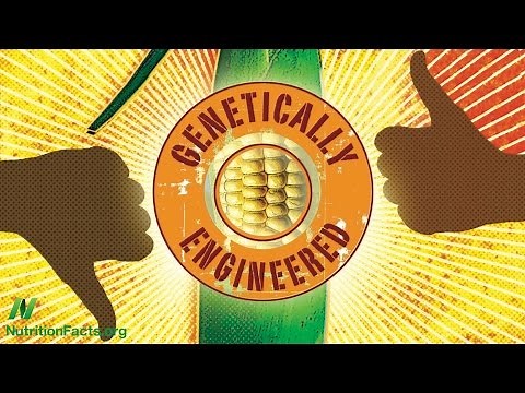 Are GMOs Safe? The Case of BT Corn