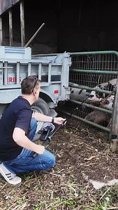 27K views · 87 reactions | Sound Design: Creative Cinematic FX for Film, TV & Video Games Today I spent time out on the farm recording a variety of animals. From chickens and cows to goats and horses, each sound had its own character and texture. These recordings will add a natural and organic tone to my sound design projects. | Robert Dudzic | Facebook