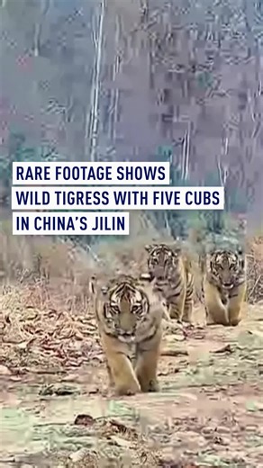 Tigress and Cubs Explore Northeast China National Park