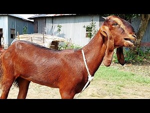 Goat Sounds Baa Baa Loud At Chinakhora | Bakri Ki Awaaz Loudly At Chinakhora Garden