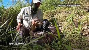 Largest python in Florida history discovered