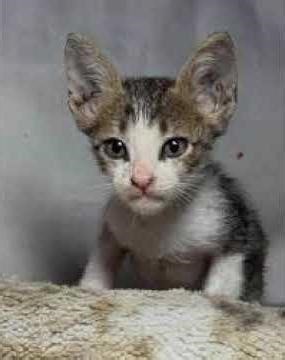 How to continue playing and creating with AI? Read idea