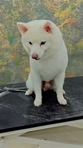 Pomeranian hair cut