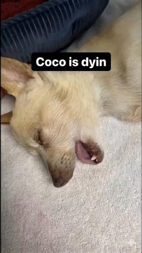 Coco is Dying 💔😵 Medazelli moments #shorts #viralshorts #funny