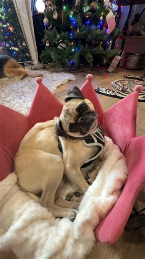 If she’s not staring, she’s sleeping #pug #pugsoftiktok #pugs