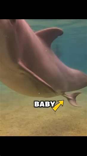 This Dolphin Begged Humans To Save Her Baby 😢 #shorts