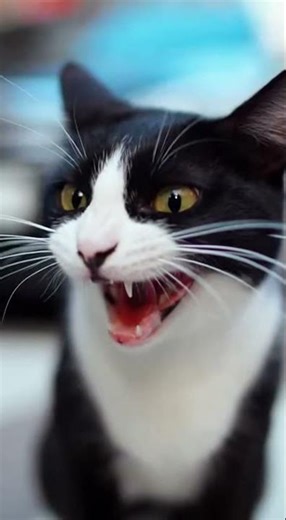 Two Honks Ruined Everything… Furious Stray Cat 경적 두 번에 모든 걸 잃어버린 길고양이