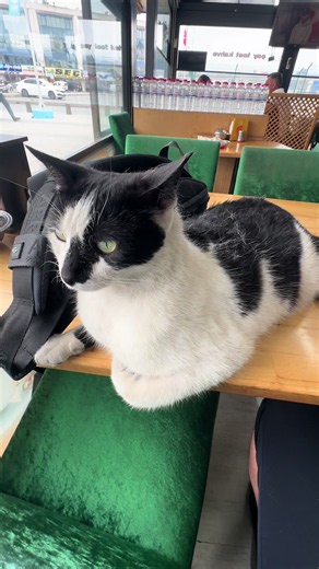 Understanding Cat Bites: Signs of Affection in Cats