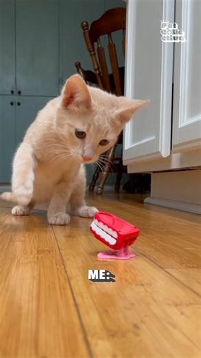 58K views · 510 reactions | back to the drawing board  | The Pet Collective | Facebook