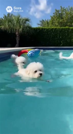 Adorable bichon frise puppies!🐶