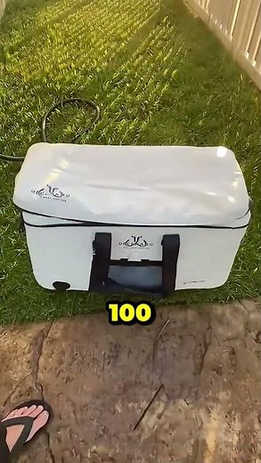 How to Store Live Lobster Overnight (No Ice Method) Lobster Fishing Handling Tips #shorts