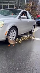 Entire highway stops for a duck family crossing! 🦆🚦 #DuckCrossing #TrafficJam #Kindness #RoadSafety #AnimalLove #USA | Victor Valora