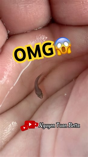 How do wild alien bettas grow?#bettafishtank #wildbetta