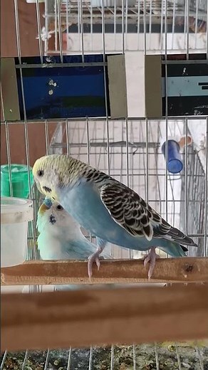 #parakeetbreeding #cutepets #birds #cockatiel