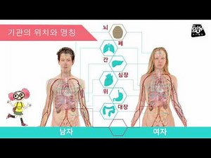 1.우리몸속의기관