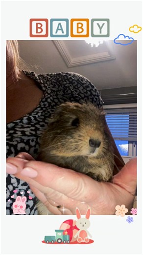 2.4K views · 84 reactions | Number 8 and 9 of our 46 (plus3) rescues piggies are now in their forever homes. Babies Starbucks and crunch have gone to live with Helen and Katie’s family and they have their own bedroom so are nice and warm and truly spoilt. ❤️ | Mansfield Guinea Pig Rescue | Facebook