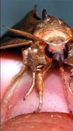 Vampire Moth: खून पीने वाली तितली!