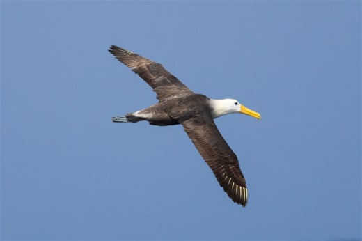 Endangered albatross native to Galapagos Islands spotted off Marin County coast in first documented sighting north of Costa Rica