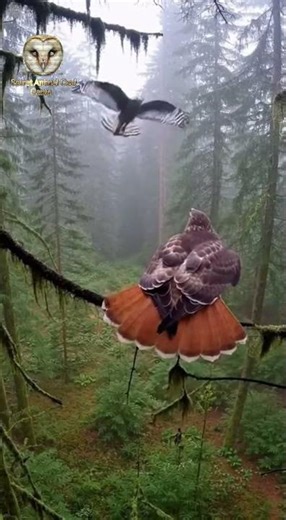 Forest Sky Feud: Goshawk vs Red-tailed Hawk Over PNW Hunting Ground