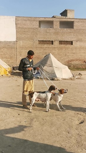 Animal voice على TikTok