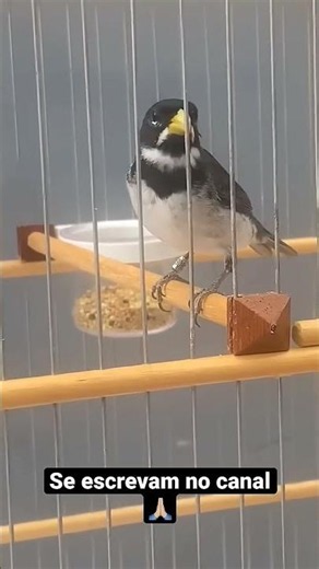COLEIRO TUI TUI ZEL ZEL CANTO MESTRE
