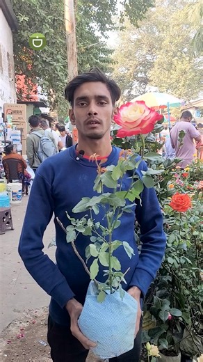 Double Delight ❤️ Fragrant Rose to Delight Your Senses ❤️#plants