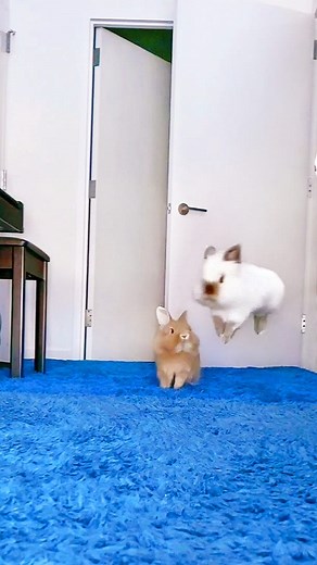 This is how Miffy and Onion's playdate went #bunnynyc #pet #animals #rabbit #bunny #funnyvideos #funnyanimals | Miffy&Mikka