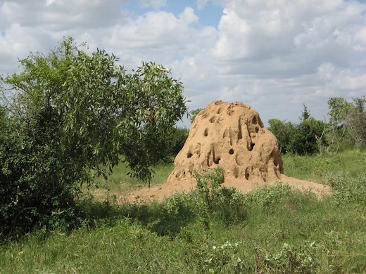 【アリの巣を駆除したい】アリの巣のメカニズムや被害について解説 - For your LIFE