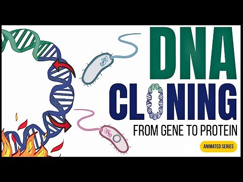 DNA Cloning Explained: How Genes Are Cloned Using Plasmids! (ANIMATED SERIES)
