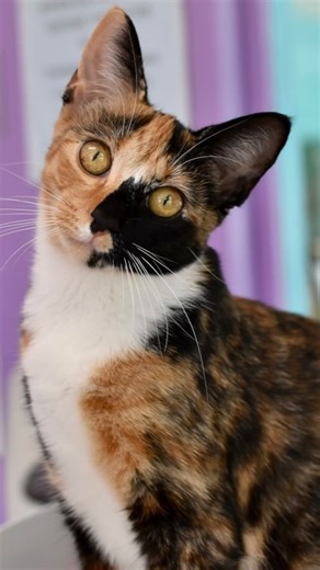 1.5K views · 234 reactions | We’re proud to be a cage-free cat shelter! Our rescue cats get to roam freely, socialize, cuddle, jump, and play. This helps them be happy and healthy—and be themselves—while they wait for their forever homes. ❤️ | Good Mews Animal Foundation | Facebook