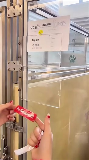 Love dogs (@animalss100)’s videos with original sound - Love dogs