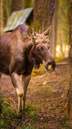 Where Do Moose Live? Size Champs vs Runts!