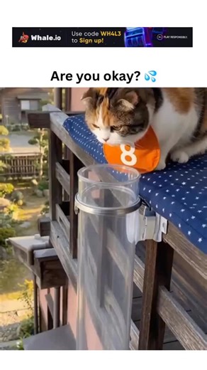 Laugh_leakkk | - The post features an AI-generated video of a calico cat sliding distressingly down a tall transparent pipe from a balcony to the ground,... | Instagram