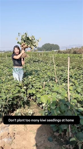 kiwi tree | Terra Nursery