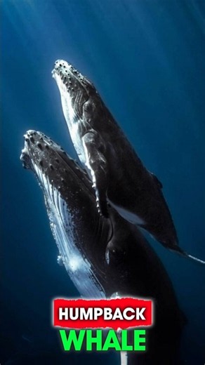 Why Do Humpback Whales Sing? 🤔
