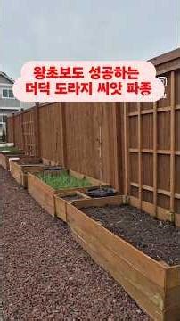 How to Sow Deodeok and Balloon Flower Seeds: A Successful Method for Absolute Beginners