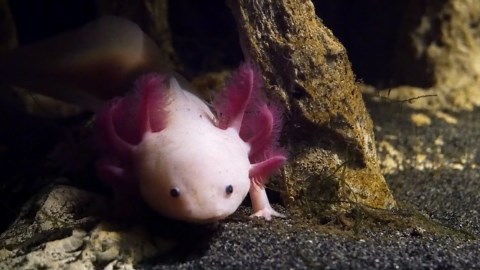 Stunning Shots Of The Axolotl, A Salamander The Never Grows Up - Worldwide