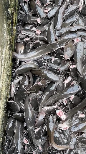 2.6K views · 64 reactions | Catfish farming is a capital intensive...