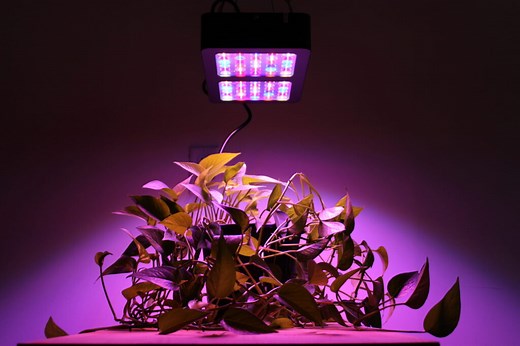 Best LED Grow Lights (2025 Guide)