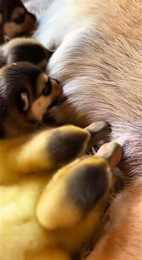 The Motherhood Bond: Dog Feeds Hungry Ducklings!😊❤️
