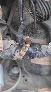 Blue Star deep freezer