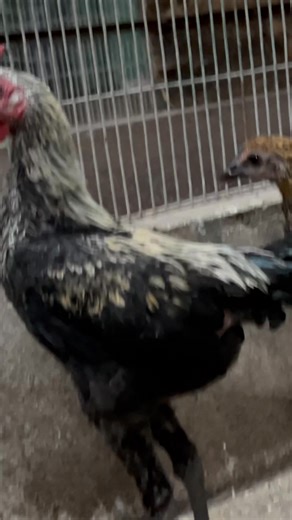 New Collection ❤️ **Modern Game chicken, an ornamental breed known for its tall, slender build and upright posture. ** Silver Police Cap ** California quills | Saruma Bird Breeding park