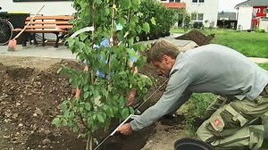 Das neue Haus ist fertig, jetzt fehlt noch ein Zaun fürs Grundstück. Unser MDR Gartenmeister rät: lieber eine Hecke aus Hainbuchen pflanzen! Und er zeigt auch gleich, wie so eine Hecke gepflanzt wird. | MDR Garten