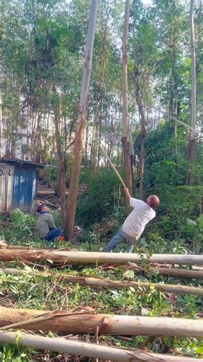 Watch The Intense Moment This Massive Eucalyptus Tree Finally Falls
