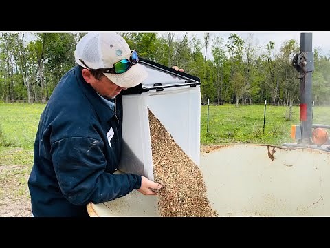 Summer Legumes for pasture improvement and cattle feed
