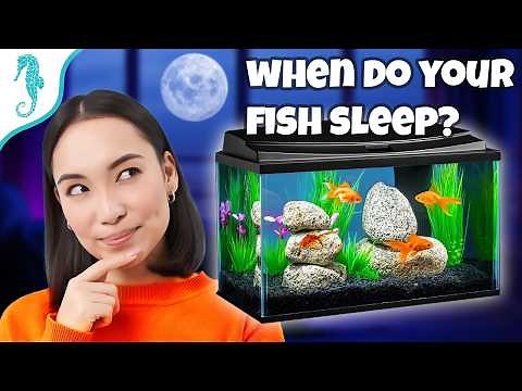 Do Fish Sleep at Night? The Ultimate Guide to Helping Your Fish Rest Well