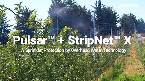 1.1K reactions · 114 shares | 헔헿헲 혆헼혂 헿헲헮헱혆 헳헼헿 혁헵헲 험헫헧헥험헠험? Introducing PulsarTM + StripNetTM X - The only multi-disciplinary alternative solution to protect your crops from extreme weather events. Protect your orchards from extreme weather >> bit.ly/3FG8Azm | Netafim | Facebook